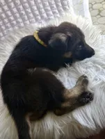 Aphrodite, a female German Shepherd Dog for sale in Windermere, FL – Photo 2 of 5