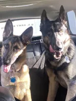 Aphrodite, a female German Shepherd Dog for sale in Windermere, FL – Photo 5 of 5