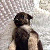 Aphrodite, a female German Shepherd Dog for sale in Windermere, FL – Photo 1 of 5