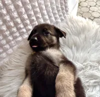 Aphrodite, a female German Shepherd Dog for sale in Windermere, FL – Photo 1 of 5