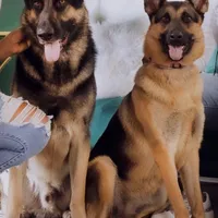 Aphrodite, a female German Shepherd Dog for sale in Windermere, FL – Photo 4 of 5