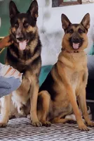 Aphrodite, a female German Shepherd Dog for sale in Windermere, FL – Photo 4 of 5