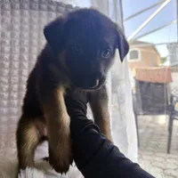 Aphrodite, a female German Shepherd Dog for sale in Windermere, FL – Photo 3 of 5