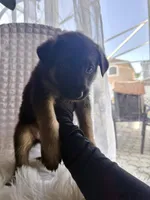 Aphrodite, a female German Shepherd Dog for sale in Windermere, FL – Photo 3 of 5