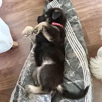 Zeus, a male German Shepherd Dog for sale in Windermere, FL – Photo 1 of 5