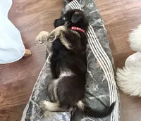 Zeus, a male German Shepherd Dog for sale in Windermere, FL – Photo 1 of 5