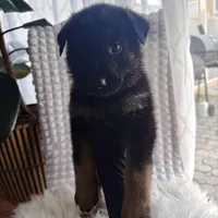 Zeus, a male German Shepherd Dog for sale in Windermere, FL – Photo 3 of 5