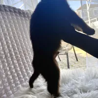 Zeus, a male German Shepherd Dog for sale in Windermere, FL – Photo 2 of 5