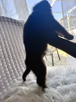 Zeus, a male German Shepherd Dog for sale in Windermere, FL – Photo 2 of 5