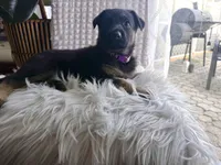 Hera, a female German Shepherd Dog for sale in Windermere, FL – Photo 1 of 5