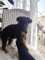 Hera, a female German Shepherd Dog for sale in Windermere, FL – Photo 3 of 5