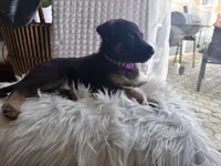 Hera, a female German Shepherd Dog for sale in Windermere, FL – Photo 2 of 5