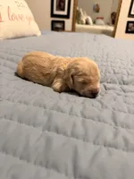 Wolverine, a male Goldendoodle for sale in Georgetown, KY – 5 of 6
