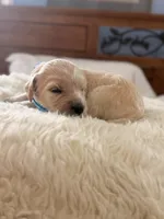 Scooby , a male Goldendoodle for sale in Georgetown, KY – 2 of 7
