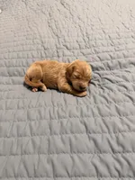 Cruz, a male Goldendoodle for sale in Georgetown, KY – 4 of 5
