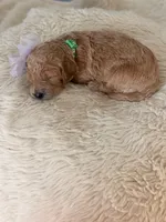Hulk, a female Goldendoodle for sale in Georgetown, KY – 3 of 5