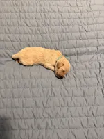 Scooby , a male Goldendoodle for sale in Georgetown, KY – 6 of 7