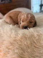 Cruz, a male Goldendoodle for sale in Georgetown, KY – 1 of 5