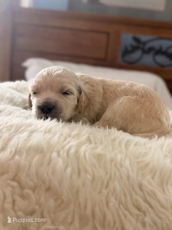Scooby  – Goldendoodle puppy on hold in Georgetown, KY