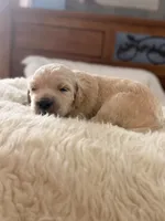 Scooby , a male Goldendoodle for sale in Georgetown, KY – 1 of 7