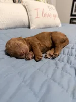 Pumpkin, a female Goldendoodle for sale in Georgetown, KY – 5 of 6
