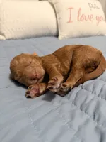 Pumpkin, a female Goldendoodle for sale in Georgetown, KY – 3 of 6