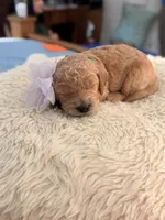 Hulk, a female Goldendoodle for sale in Georgetown, KY – 1 of 5