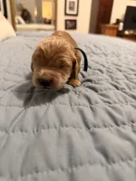Wildcat, a female Goldendoodle for sale in Georgetown, KY – 5 of 6