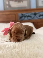Pumpkin, a female Goldendoodle for sale in Georgetown, KY – 2 of 6
