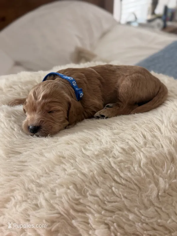 Wildcat – Goldendoodle puppy for sale in Georgetown, KY
