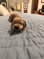 Wildcat, a female Goldendoodle for sale in Georgetown, KY – 4 of 6