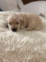 Scooby , a male Goldendoodle for sale in Georgetown, KY – 4 of 7