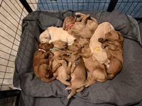 Wolverine, a male Goldendoodle for sale in Georgetown, KY – 6 of 6