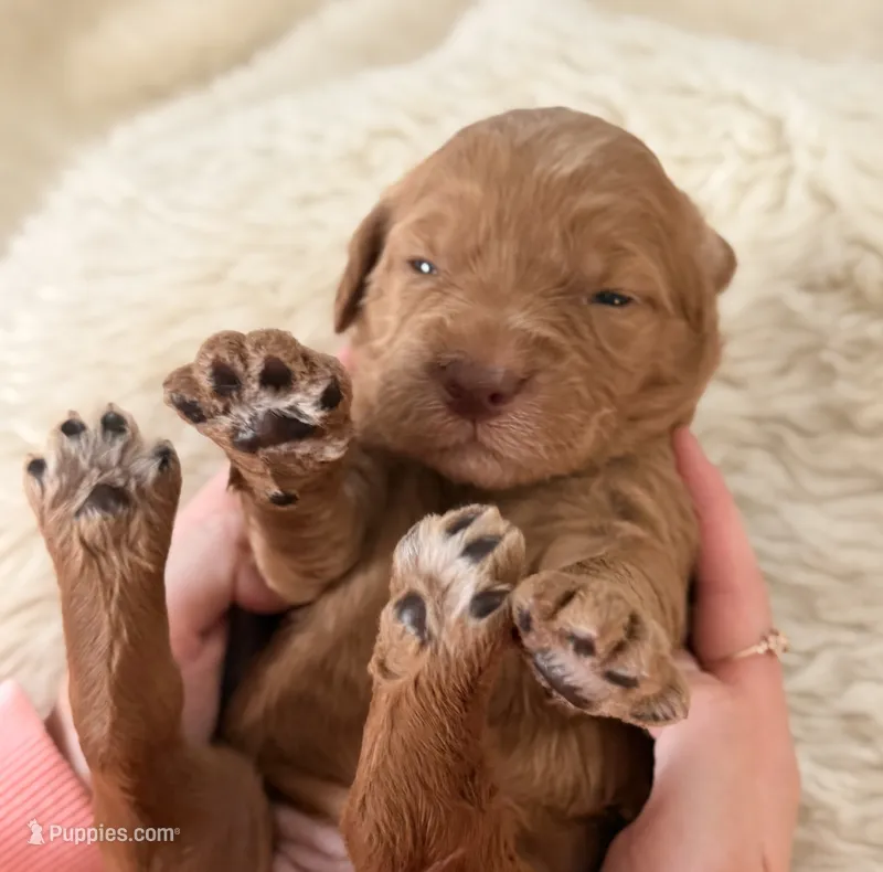 Pumpkin – Goldendoodle puppy for sale in Georgetown, KY