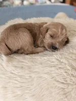 Cruz, a male Goldendoodle for sale in Georgetown, KY – 2 of 5
