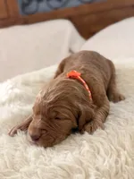 Pumpkin, a female Goldendoodle for sale in Georgetown, KY – 4 of 6