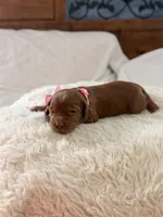 Maple, a female Goldendoodle for sale in Georgetown, KY – 3 of 6