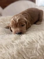 Wildcat, a female Goldendoodle for sale in Georgetown, KY – 2 of 6