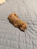 Hulk, a female Goldendoodle for sale in Georgetown, KY – 4 of 5