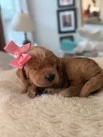Bear, a female Goldendoodle for sale in Georgetown, KY – 3 of 5