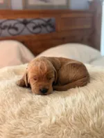Bear, a female Goldendoodle for sale in Georgetown, KY – 2 of 5