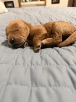 Bear, a female Goldendoodle for sale in Georgetown, KY – 4 of 5