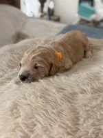 Wolverine, a male Goldendoodle for sale in Georgetown, KY – 3 of 6