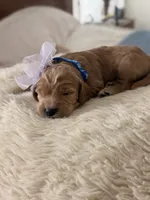 Wildcat, a female Goldendoodle for sale in Georgetown, KY – 3 of 6