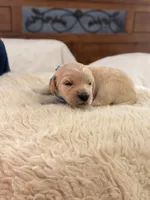 Scooby , a male Goldendoodle for sale in Georgetown, KY – 3 of 7