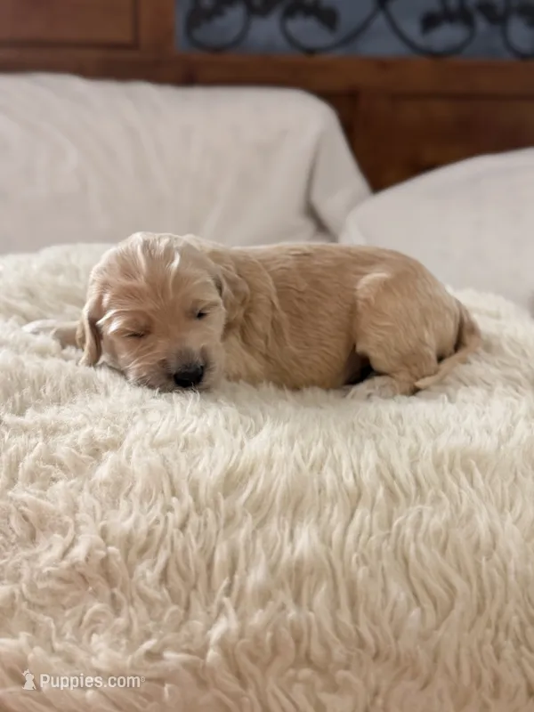 Wolverine – Goldendoodle puppy for sale in Georgetown, KY
