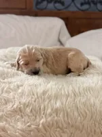 Wolverine, a male Goldendoodle for sale in Georgetown, KY – 1 of 6
