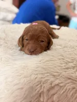 Maple, a female Goldendoodle for sale in Georgetown, KY – 2 of 6