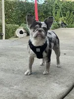 Nelly, a female French Bulldog for sale in Folsom, CA – Photo 2 of 6