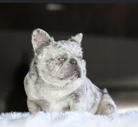 Nelly, a female French Bulldog for sale in Folsom, CA – Photo 4 of 6